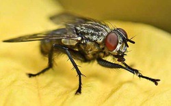Kỳ lạ loài ruồi vẫn "rửa tay" trước khi ăn