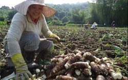 Nông dân Cam Lâm làm giàu từ khoai sáp