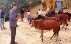 Chăn nuôi bò - ngành kinh tế mũi nhọn của Bảo Lâm