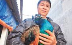 Bí quyết nuôi loài chim “quý tộc” của triệu phú Kinh Bắc