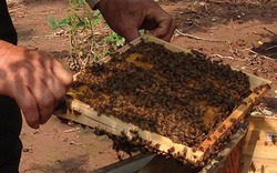 Lệnh cấm đưa ong ngoại vào địa bàn của Hà Giang là trái luật