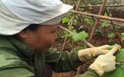 Kỳ công rau hữu cơ trồng trên đất ủ ba năm, bắt sâu bằng tay