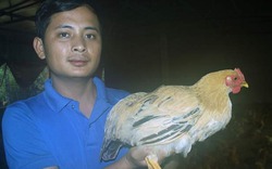 Vua gà xứ nghệ mỗi năm bỏ túi trên 1,5 tỷ đồng