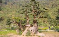 Cây duối nghìn năm có dáng “bàn tay phật” ở Ninh Bình