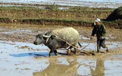 Nông dân Việt điều khiển trâu, bò ra sao?