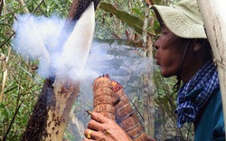 "Thót tim" lần đầu ăn ong rừng U Minh Hạ