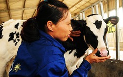 Cận cảnh trại bò sữa Organic đầu tiên ở Việt Nam