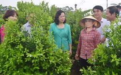 Tân Triều chú trọng bảo vệ môi trường nông thôn