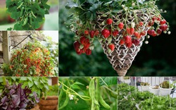 Cây và rau trồng trong giỏ dành cho nông dân phố 