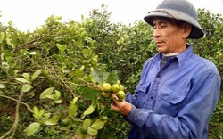 Phá lúa trồng quất, dân Thanh Hà nhận "trái đắng"
