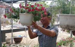 10 năm đi làm không bằng thuê đất trồng hoa “mini”