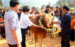 Bò vàng cao nguyên Đồng Văn sánh ngang bò Kobe Nhật Bản