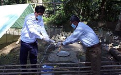 Cúm H5N1 bùng phát, tỉnh Nam Định tiêu hủy trên 9.000 con gà