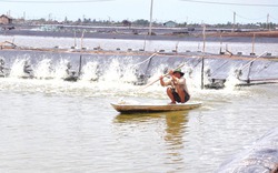 Giá trị tăng cao, vùng nuôi tôm mở rộng