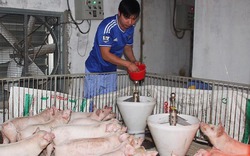 Agribank Hà Giang: Gần 90% vốn dành cho tam nông
