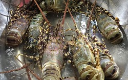 5 loại hải sản xứ Quảng hút hồn du khách