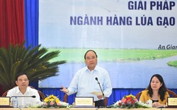Thủ tướng Nguyễn Xuân Phúc chỉ đạo giải bài toán lớn về lúa gạo