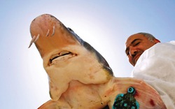 Trứng cá tầm ở Israel - món ăn "xa xỉ" bậc nhất thế giới