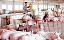 "Bão" thịt bẩn từ Brazil, kỳ vọng giá lợn tăng khi xuất khẩu thị trường Trung Quốc