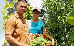 "Siêu" nông dân phố trồng rau kiểu lạ đời