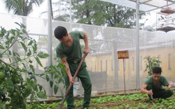 Lính biên phòng trồng rau VietGAP 