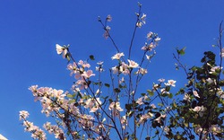 Ngắm hoa ban trắng tinh khôi ở Điện Biên