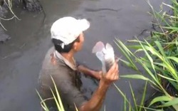 "Cao thủ" chuyên cá rô phi bằng tay không ở Sài Gòn