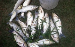 Vỡ đập quặng thiếc ở Nghệ An cá chết hàng loạt