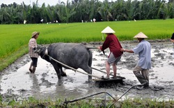 Nông dân Việt dạy Tây lội bùn cày ruộng, thổi lửa nấu cơm