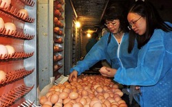 Đưa vào hoạt động dự án 800 tỷ đồng sản xuất trứng gà sạch tại Phú Thọ