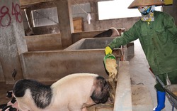 Nuôi lợn Móng Cái, yên tâm trong “bão”