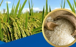 Đột phá 3 "trụ cột" để phát triển lúa gạo bền vững