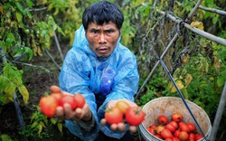 Hưng Yên: Được mùa rau, quả vẫn nhận đắng cay