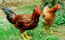 Cách người Ba Vì nuôi gà thả vườn có thịt thơm ngon