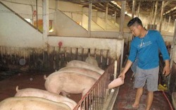 Mỗi năm thu tiền tỉ từ mô hình trang trại chăn nuôi lợn sạch