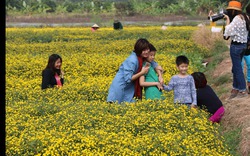 Trải nghiệm đồng quê, ngắm hoa cúc chi tuyệt đẹp ở Hưng Yên