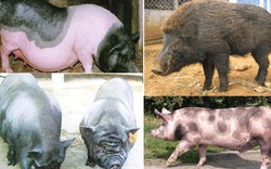 8 giống lợn nội có thịt thơm ngon đặc sản ở Việt Nam