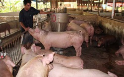 Hàng nghìn tấn thịt lợn sẽ được quân đội, công an tiêu thụ