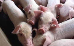 Giá lợn bằng giá khoai, doanh nghiệp cam kết giảm giá thức ăn và con giống