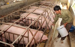 Giải cứu người chăn nuôi lợn bằng cách nào trong cơn bão rớt giá