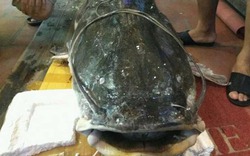 Chiêm ngưỡng cá lăng khổng lồ trị giá 120 triệu đồng ở Hà Nội