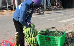 Chuối mốc Suối Cát tăng giá thương lái lùng mua