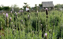 Vườn hoa oải hương rộng gần 1500m2 tại Hà Nội