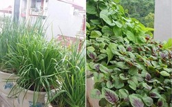 Chiêm ngưỡng vườn rau xanh trồng bằng thùng xốp trên sân thượng