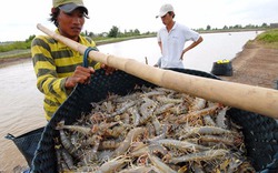 Nuôi tôm sạch làm giàu bền vững