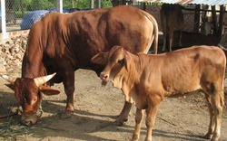 Chăn nuôi bò thịt cao sản mở hướng làm giàu