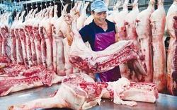 Giá thịt lợn hơi rẻ hơn rau, kiến nghị ngừng tạm nhập tái xuất