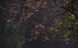 Hà Nội tháng 4 - lãng mạn mùa cây thay lá