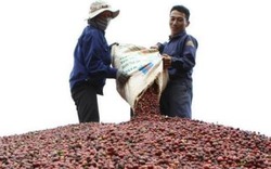 Xuất khẩu cà phê, hồ tiêu cần đẩy mạnh liên kết giữa doanh nghiệp và nông dân