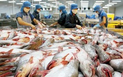 Thêm rào cản khi Mỹ tăng cường giám sát cá tra nhập khẩu 